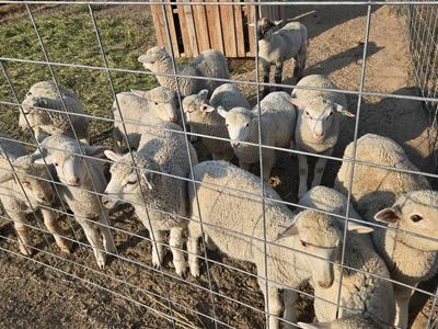 Lambs available