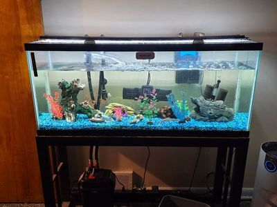 50 Gallon Glass Aquarium with Stand and Accessories