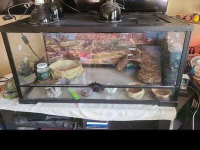 50 gal Reptile front opening aquarium 250.00