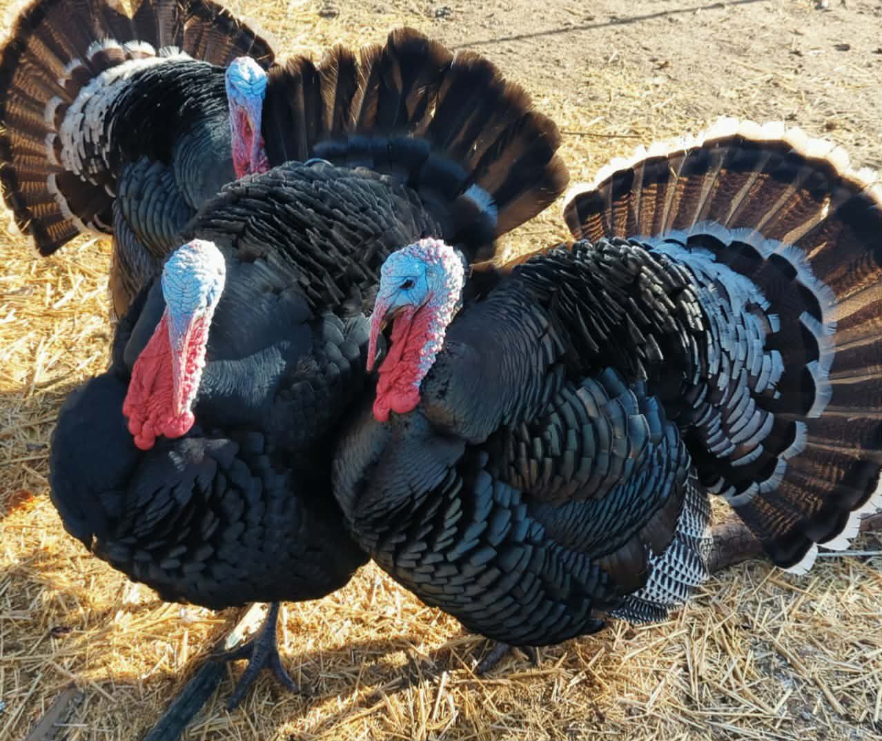 Heritage Turkey Hatching Eggs