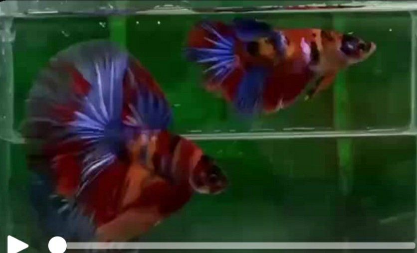 Import halfmoon Betta pair.