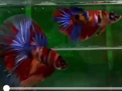 Import halfmoon Betta pair.