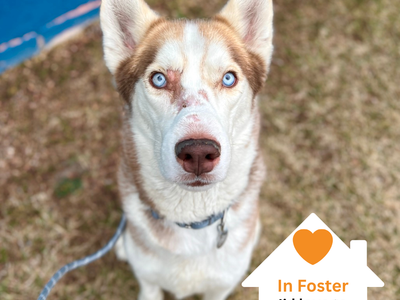 Hello my name is Hachiko