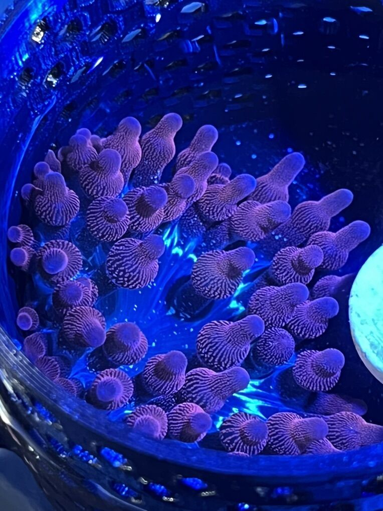 Black Widow Bubble Tip Anemone
