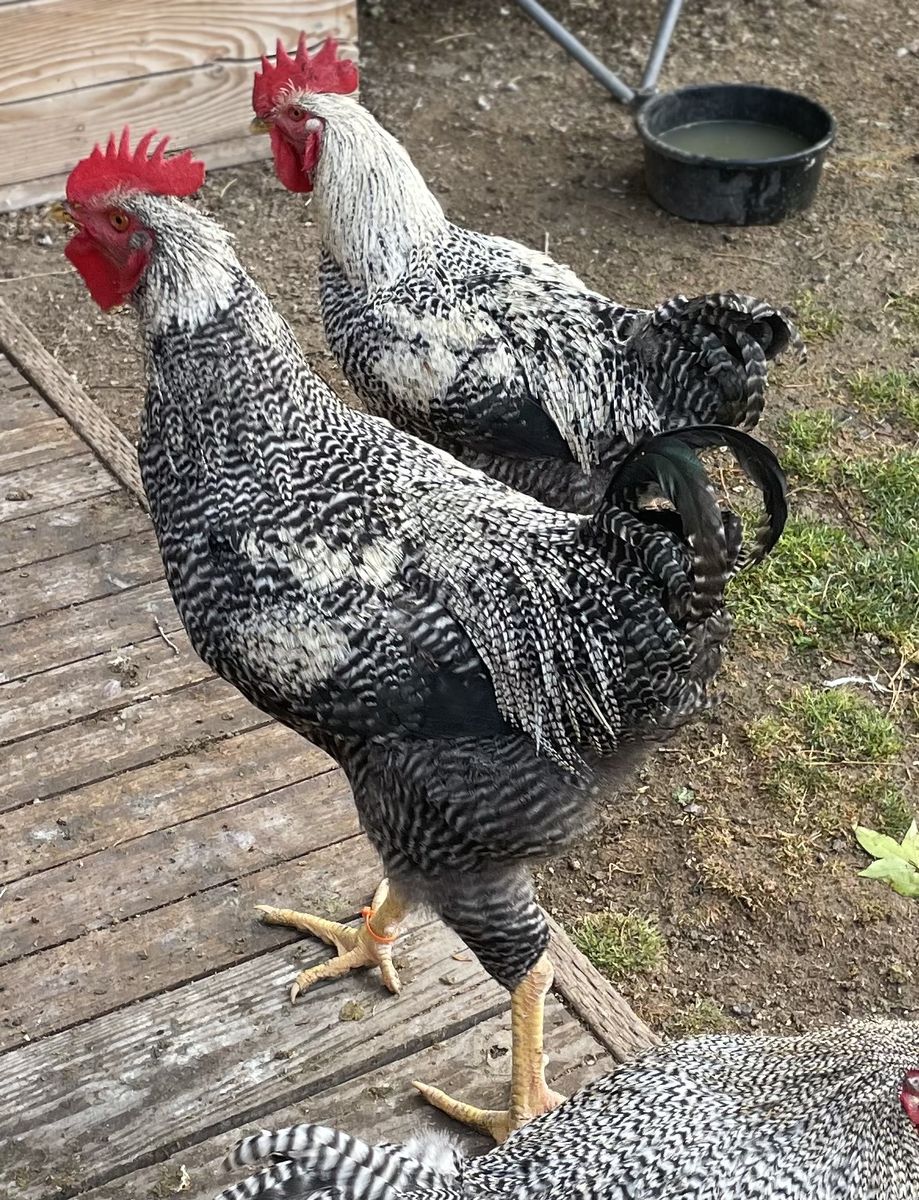 18 Wk Barred Rock/Genetic Hackle Fowl Roos