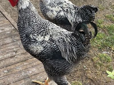 18 Wk Barred Rock/Genetic Hackle Fowl Roos