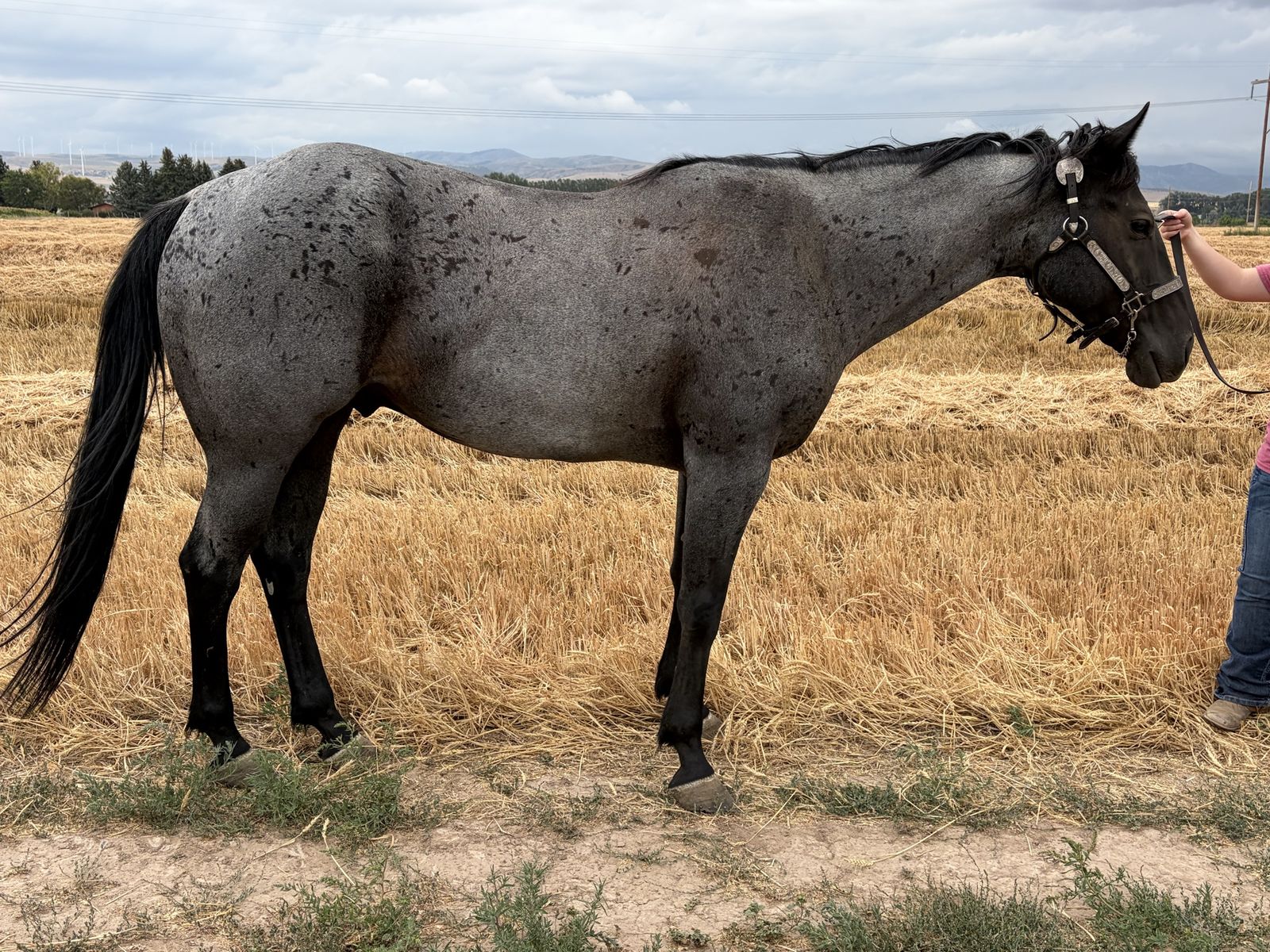 AQHA Blue Roan Gelding