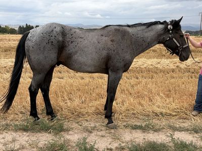 AQHA Blue Roan Gelding