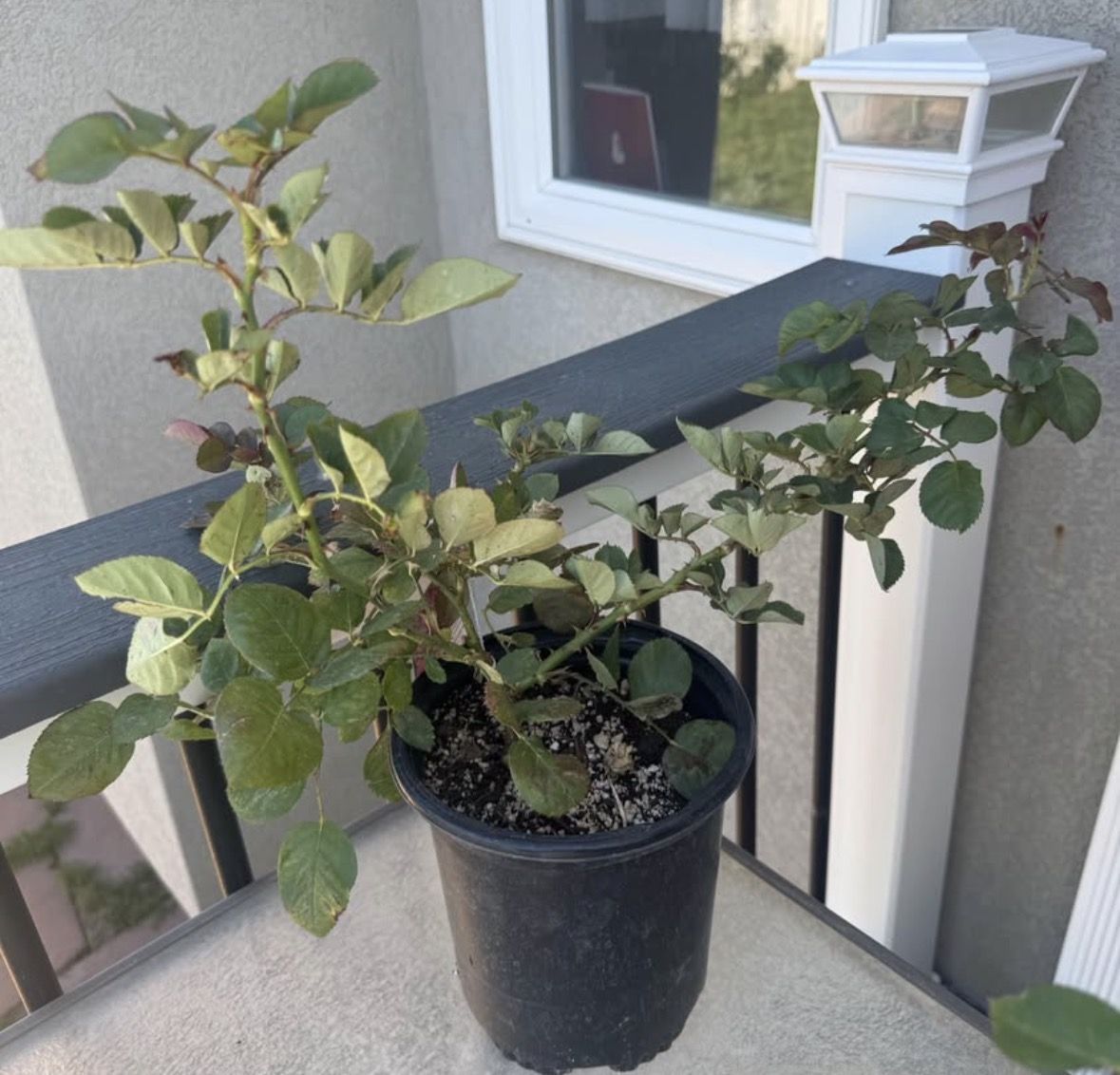 Climbing rose eden