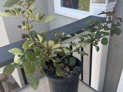 Climbing rose eden