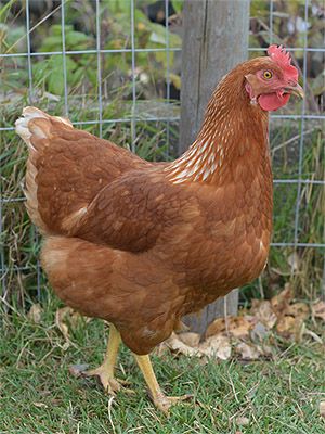 Seven 2-3 Year Old Red Sexlink Chikens For Sale - $8/each, $40/all