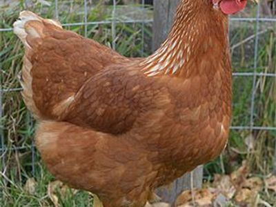 Seven 2-3 Year Old Red Sexlink Chikens For Sale - $8/each, $40/all