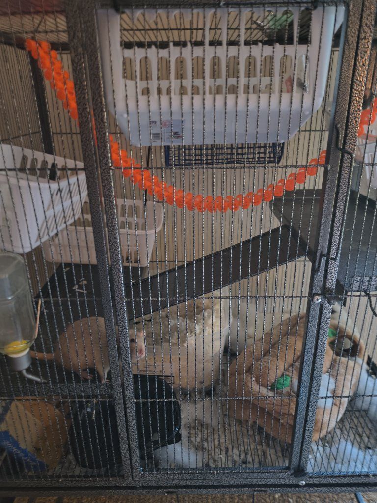 2 female rats with everything