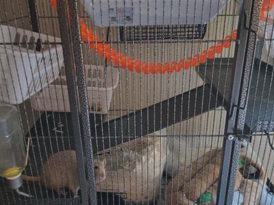 2 female rats with everything