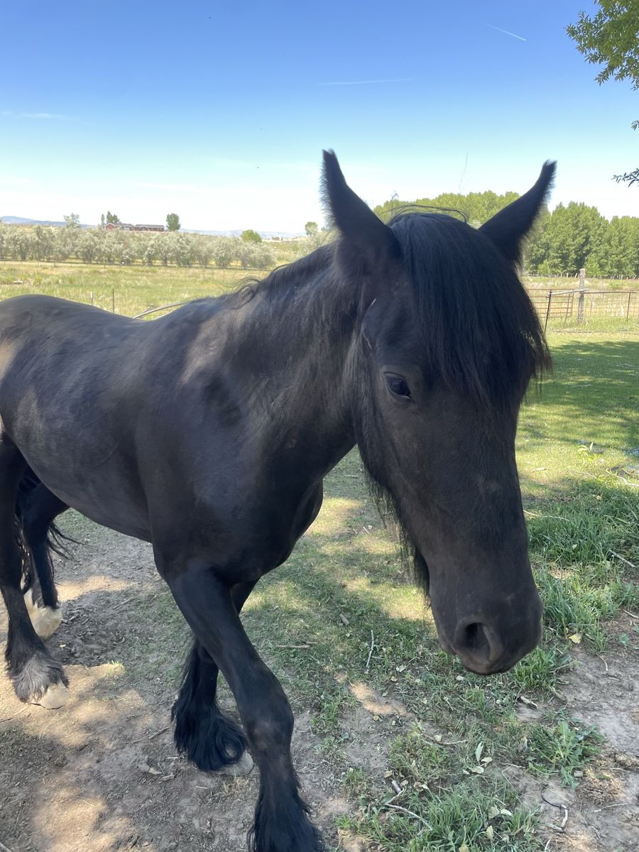 2-Year-Old Gypsy Quarter Horse Cross gelding, very Friendly, Leads Great, Ready for Training