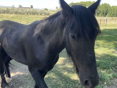 2-Year-Old Gypsy Quarter Horse Cross gelding, very Friendly, Leads Great, Ready for Training