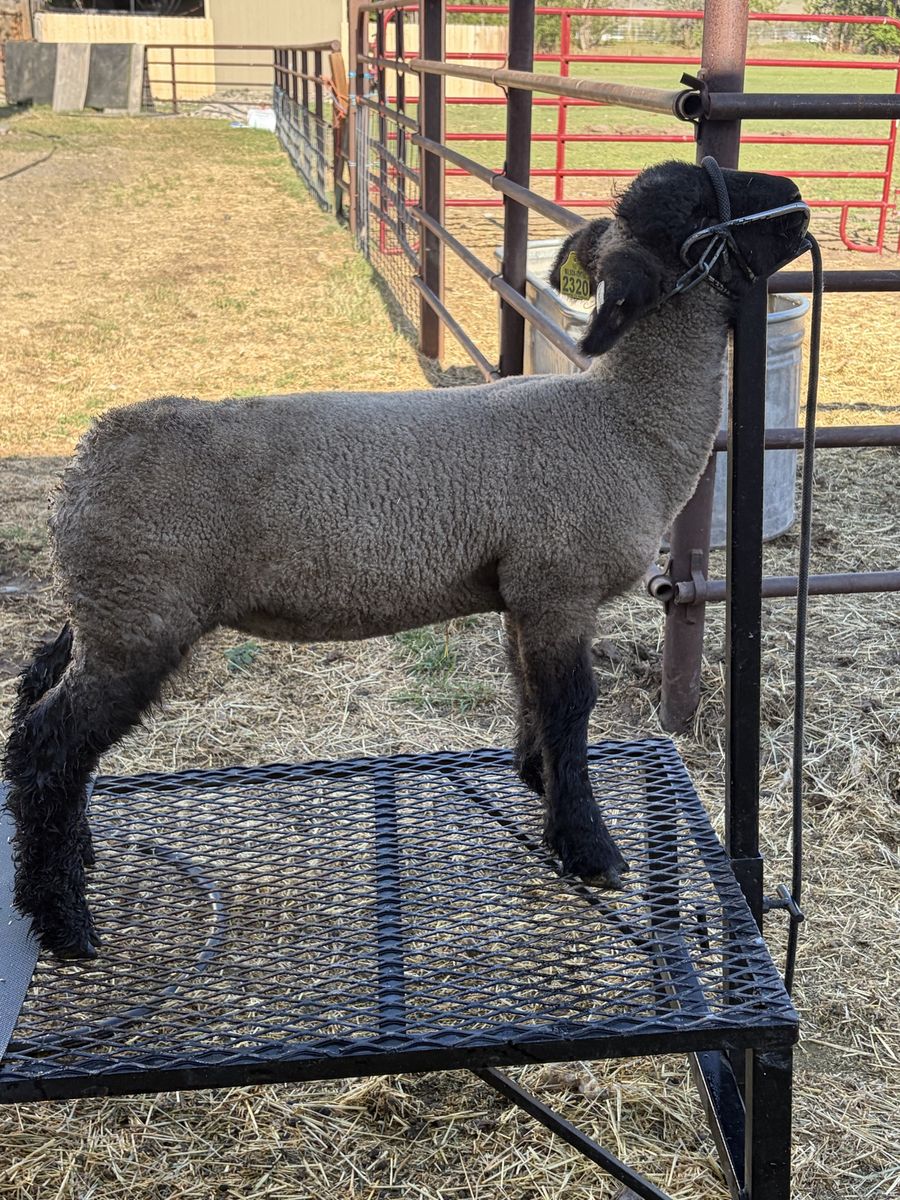 Hamp Cross Ewe Lamb