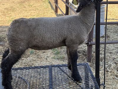 Hamp Cross Ewe Lamb