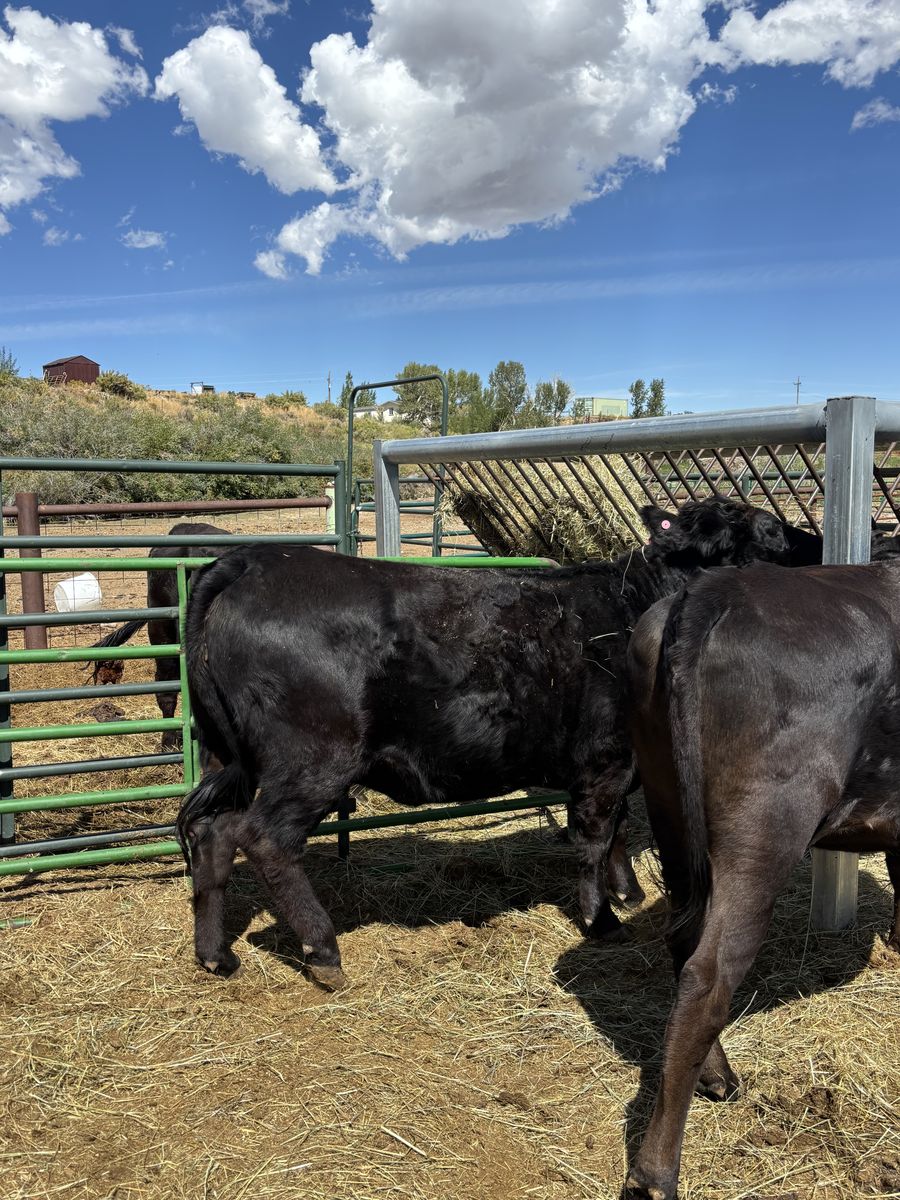Coming 4 Year Old black Sim-Angus Cow