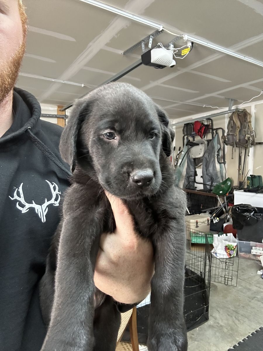 AKC Lab Puppies