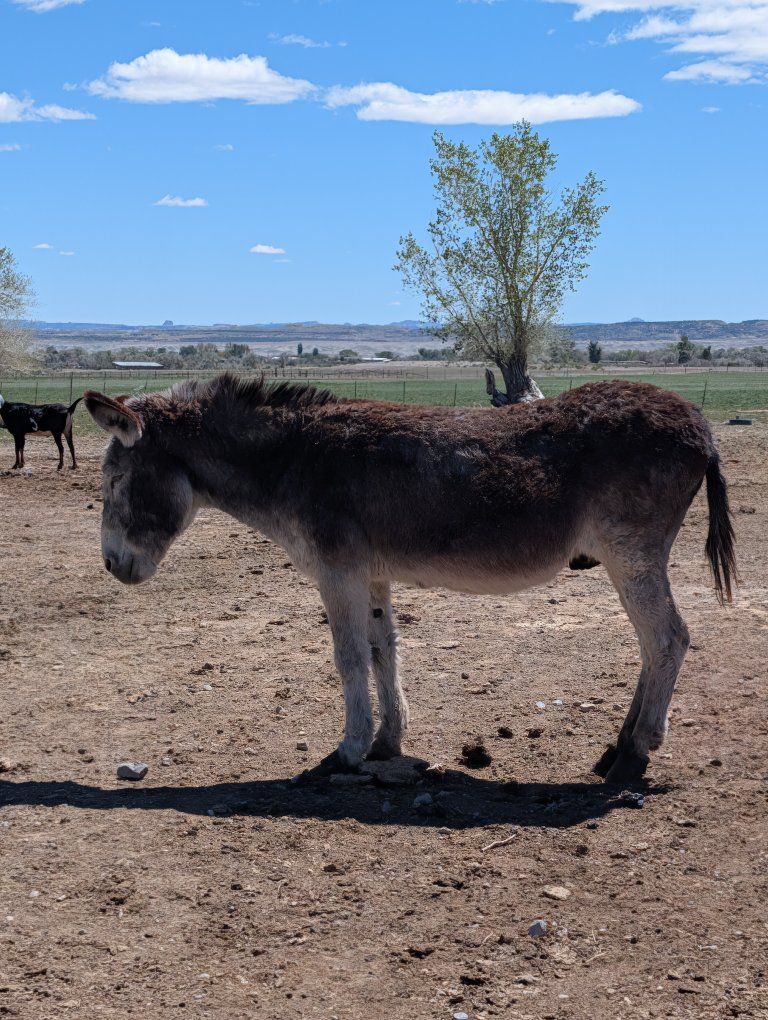 Miniature Donkey