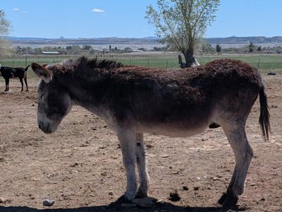Miniature Donkey