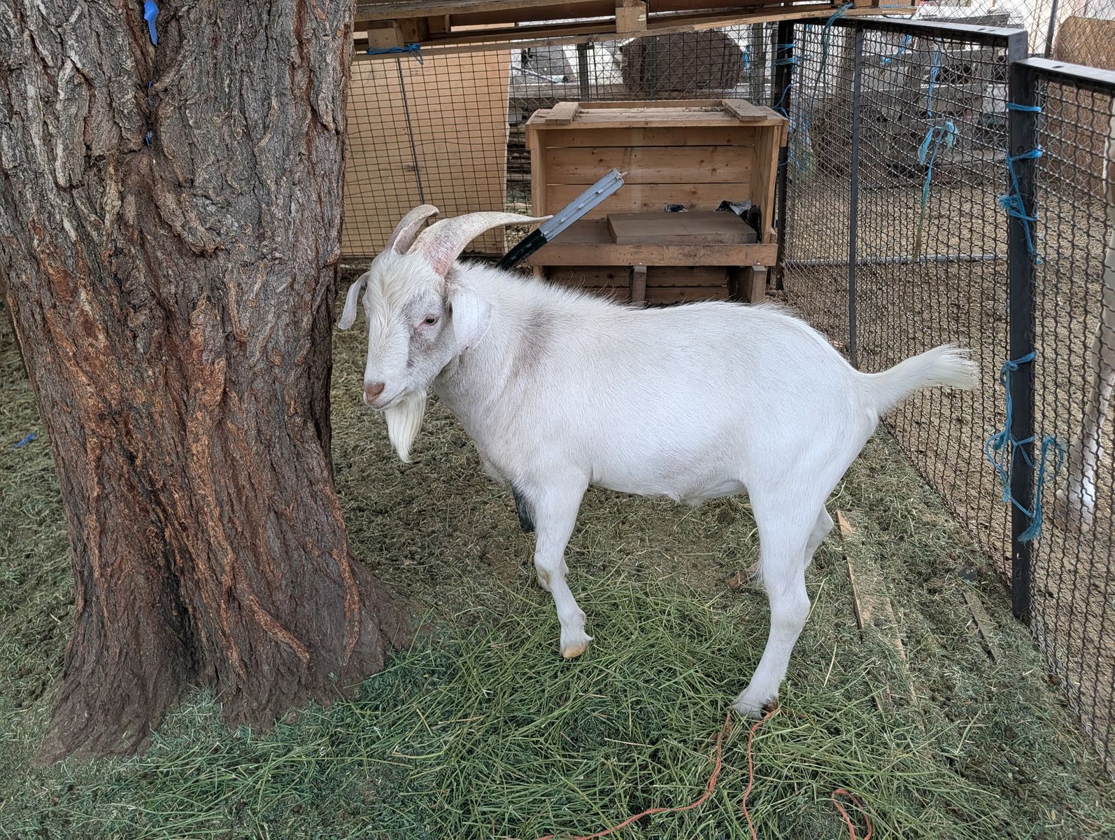 Goats for Sale