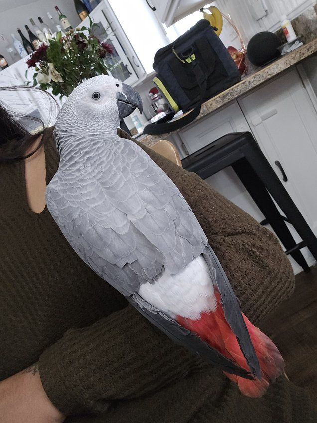 African Grey Parrot - Female - Well-socialized, Healthy Pet Bird