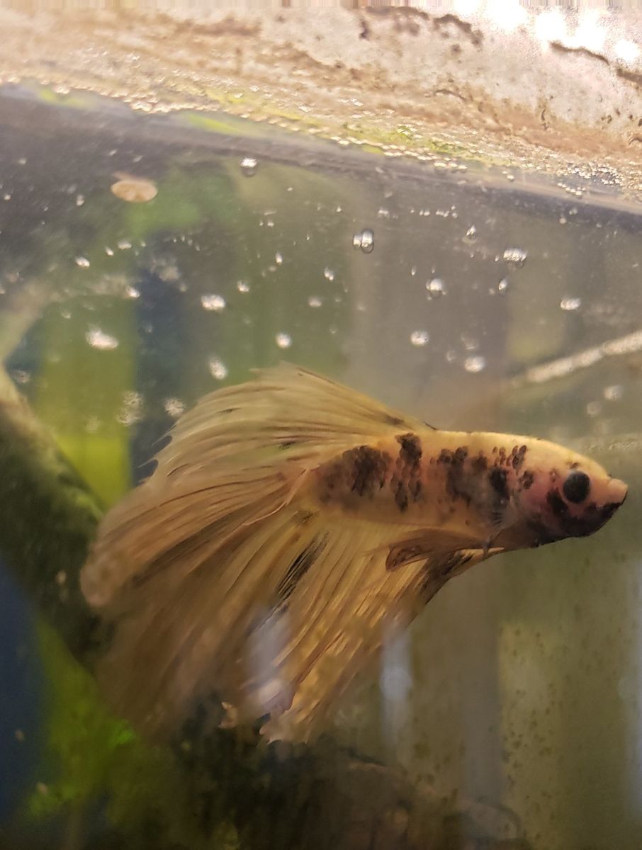 Import Betta Fish - Yellow and Black Marble