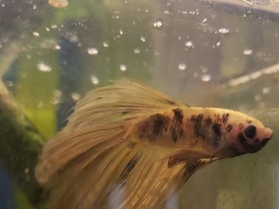 Import Betta Fish - Yellow and Black Marble