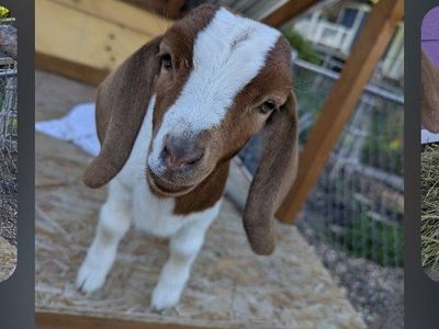 goat kids
