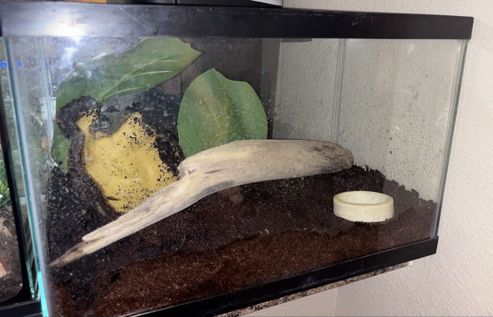 Reptile tank