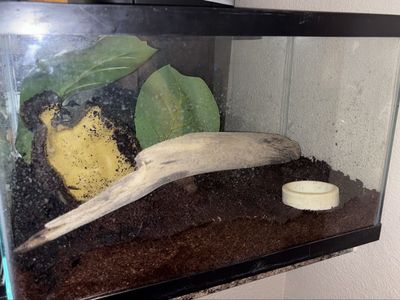Reptile tank