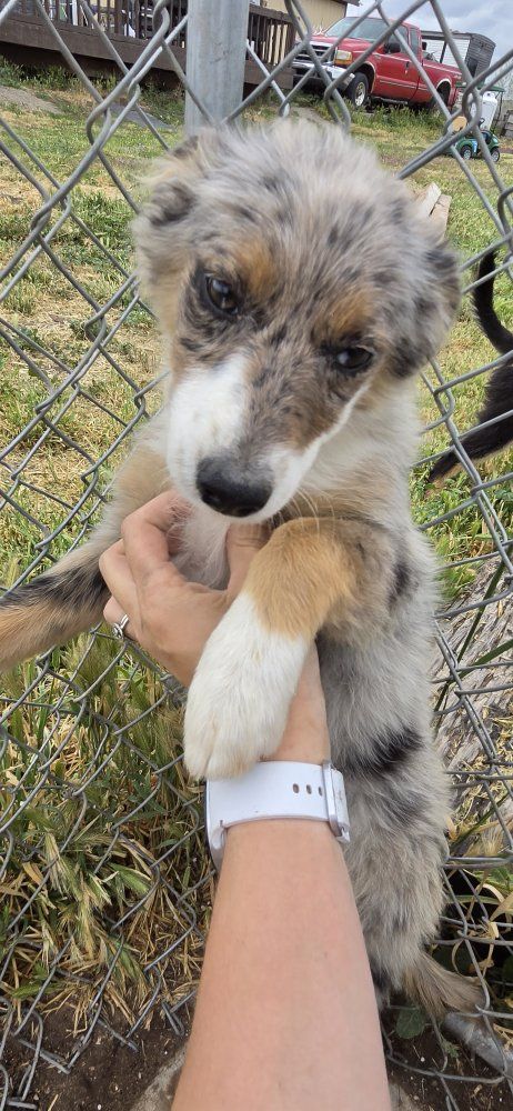Mini Aussie