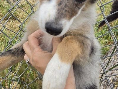 Mini Aussie