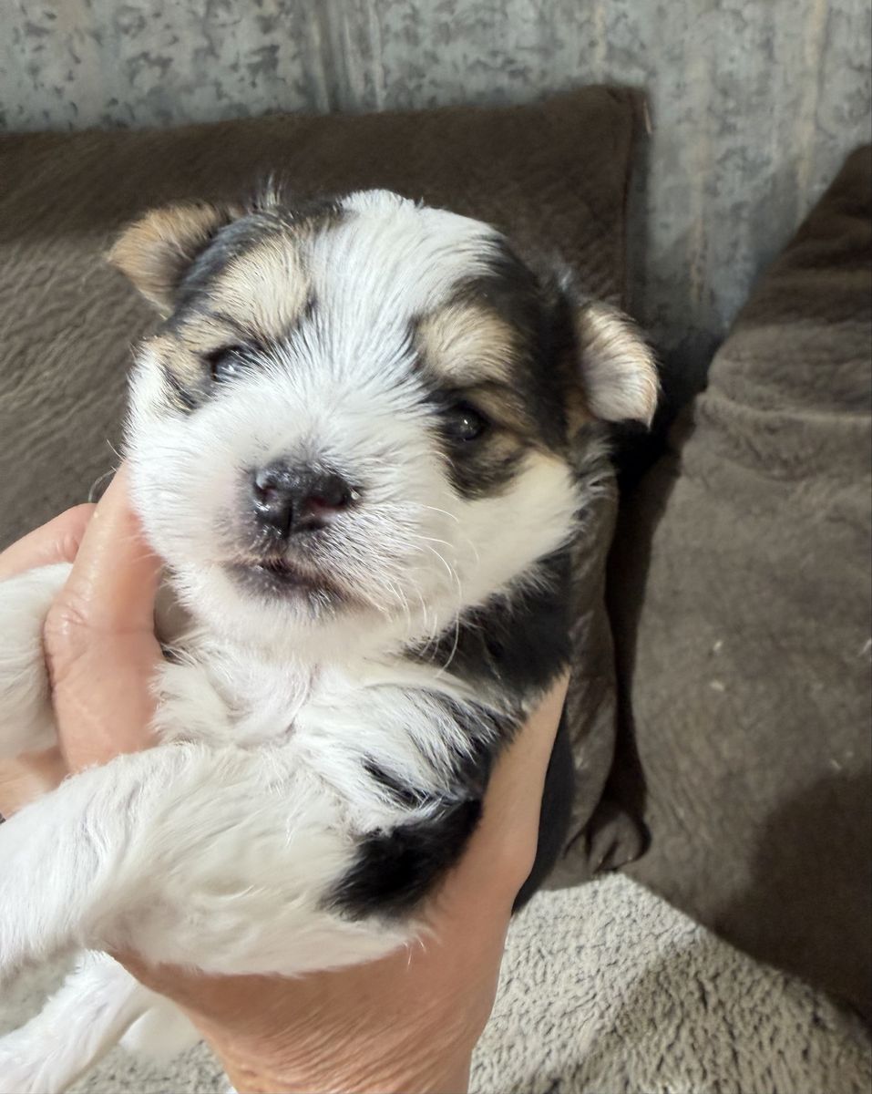 Cute little 3/4 Yorkie 1/4 Maltese Puppy Yorkies