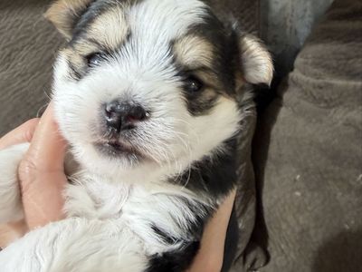 Cute little 3/4 Yorkie 1/4 Maltese Puppy Yorkies
