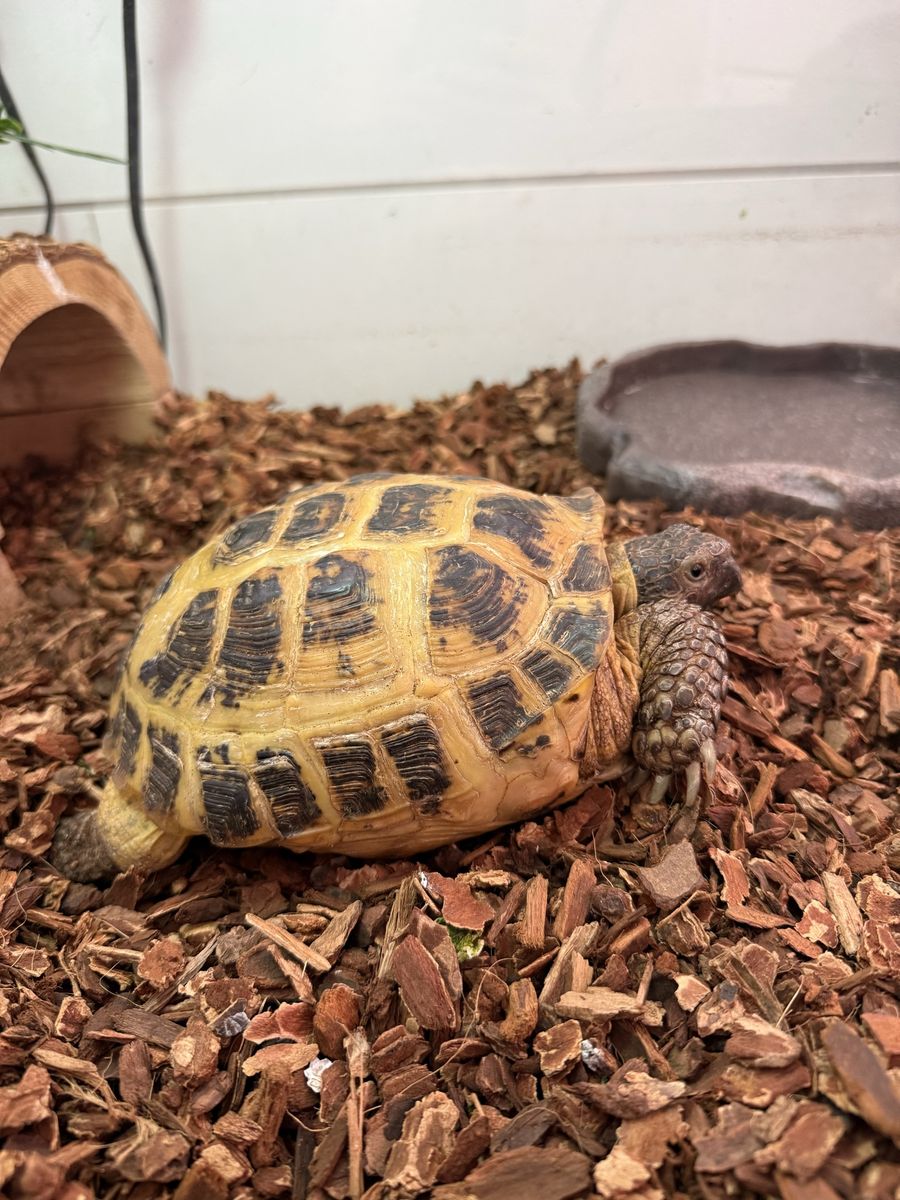 Russian Tortoise