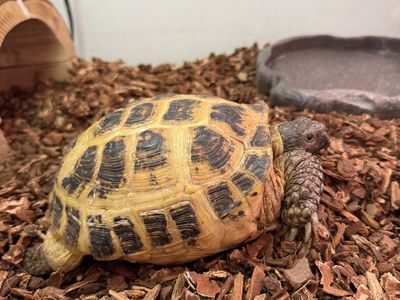 Russian Tortoise