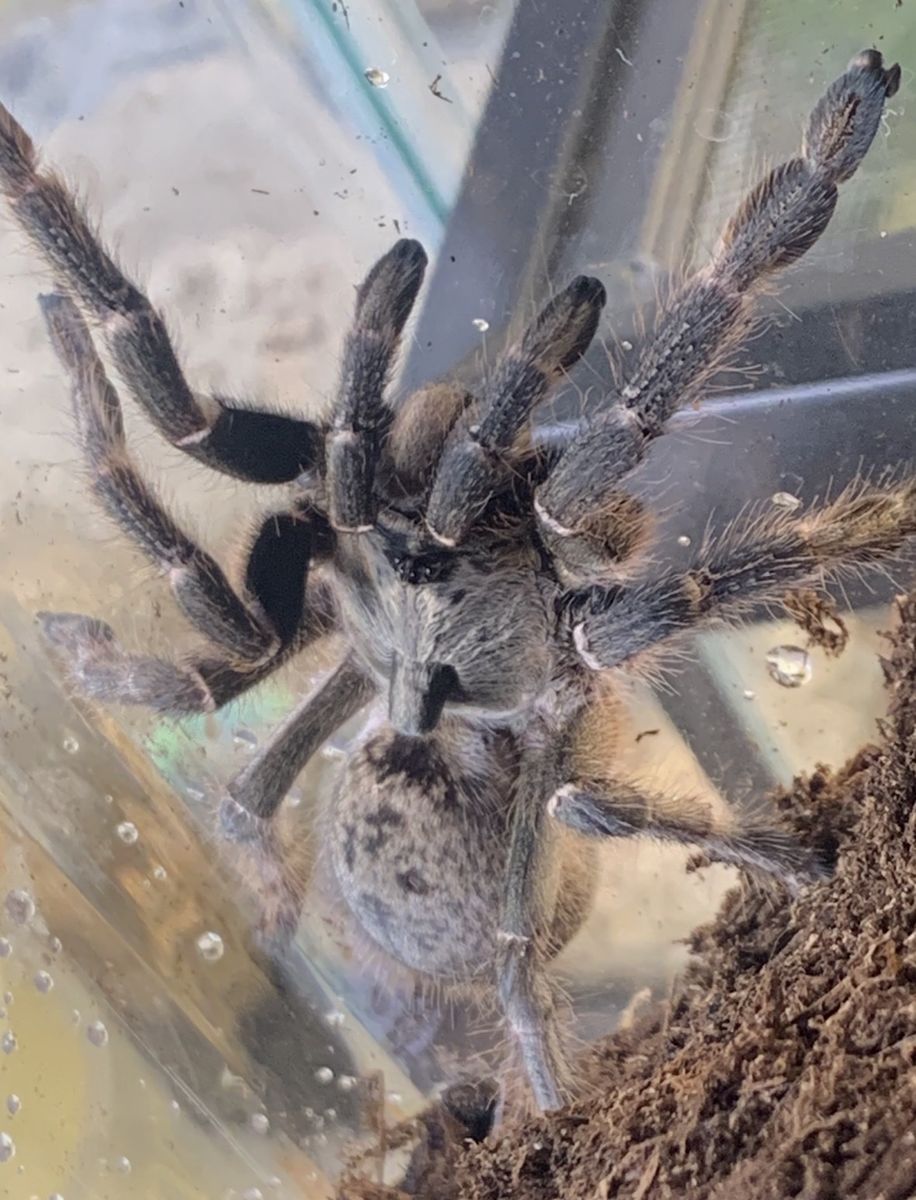 Female Ceratogyrus darlingi (Rear-Horned Baboon Tarantula)