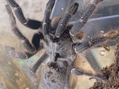Female Ceratogyrus darlingi (Rear-Horned Baboon Tarantula)