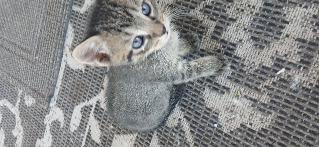 kittens
