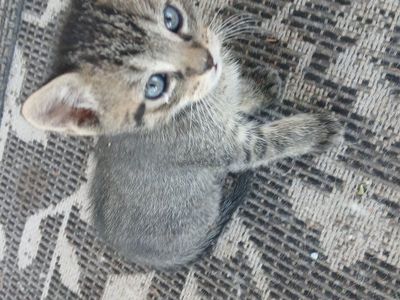 kittens