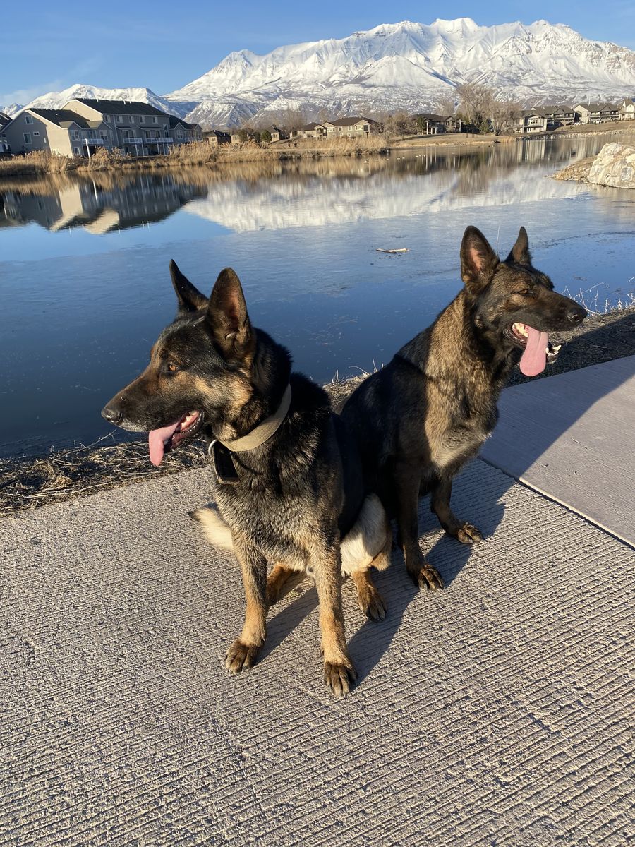 Male and/or Female AKC German Shepherd