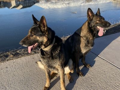 Male and/or Female AKC German Shepherd