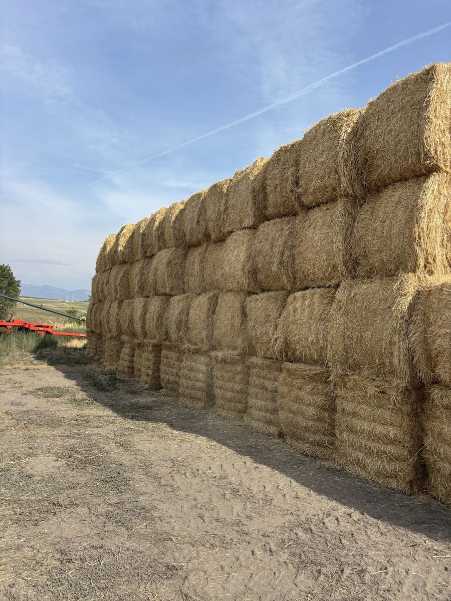 Straw for sale