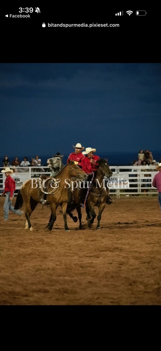6 year old gelding very gentle