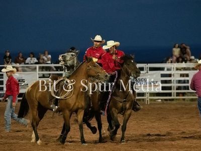 6 year old gelding very gentle