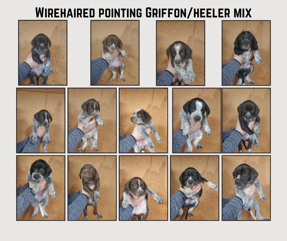 Wirehaired Pointing Griffon mix puppies