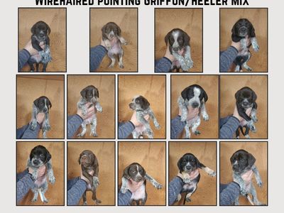 Wirehaired Pointing Griffon mix puppies